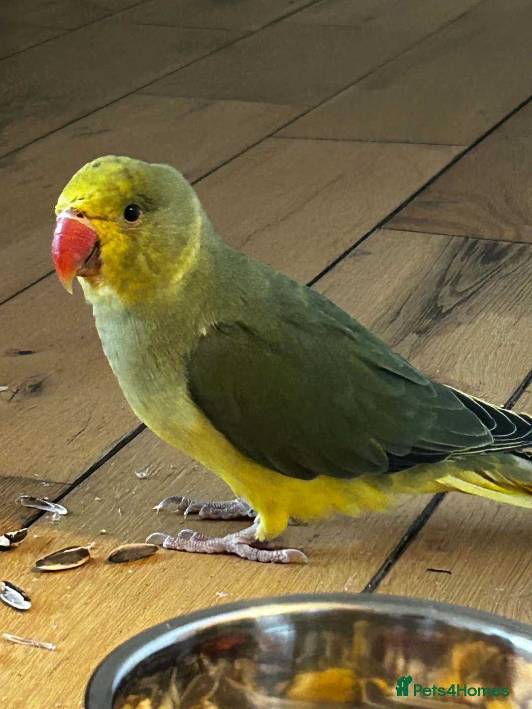 Parakeets birds for sale: Yellow and green baby Indian ring neck parakeet  in Newcastle upon Tyne - Advert 1