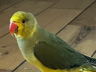 Parakeets birds Yellow and green baby Indian ring neck parakeet in Newcastle upon Tyne - Advert 13
