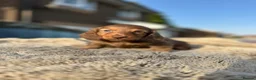 Miniature Dachshund dogs for sale: ✨KC PRA CLEAR miniature longhair dachshund  - Advert 19