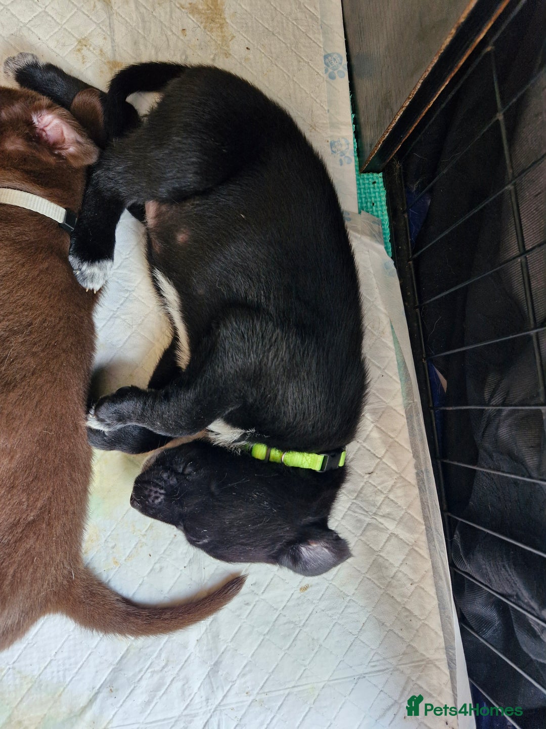 Mixed Breed dogs for sale: 1 dalmatian shepherd left - Image 6