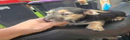 Mixed Breed dogs for sale: Puppy puppie for sale half frencie and yorkiepoo  - Advert 18