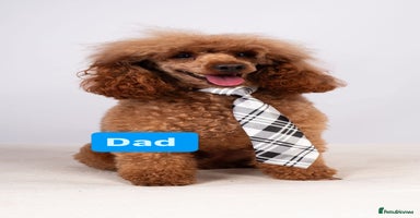 Cockapoo dogs - Advert 9