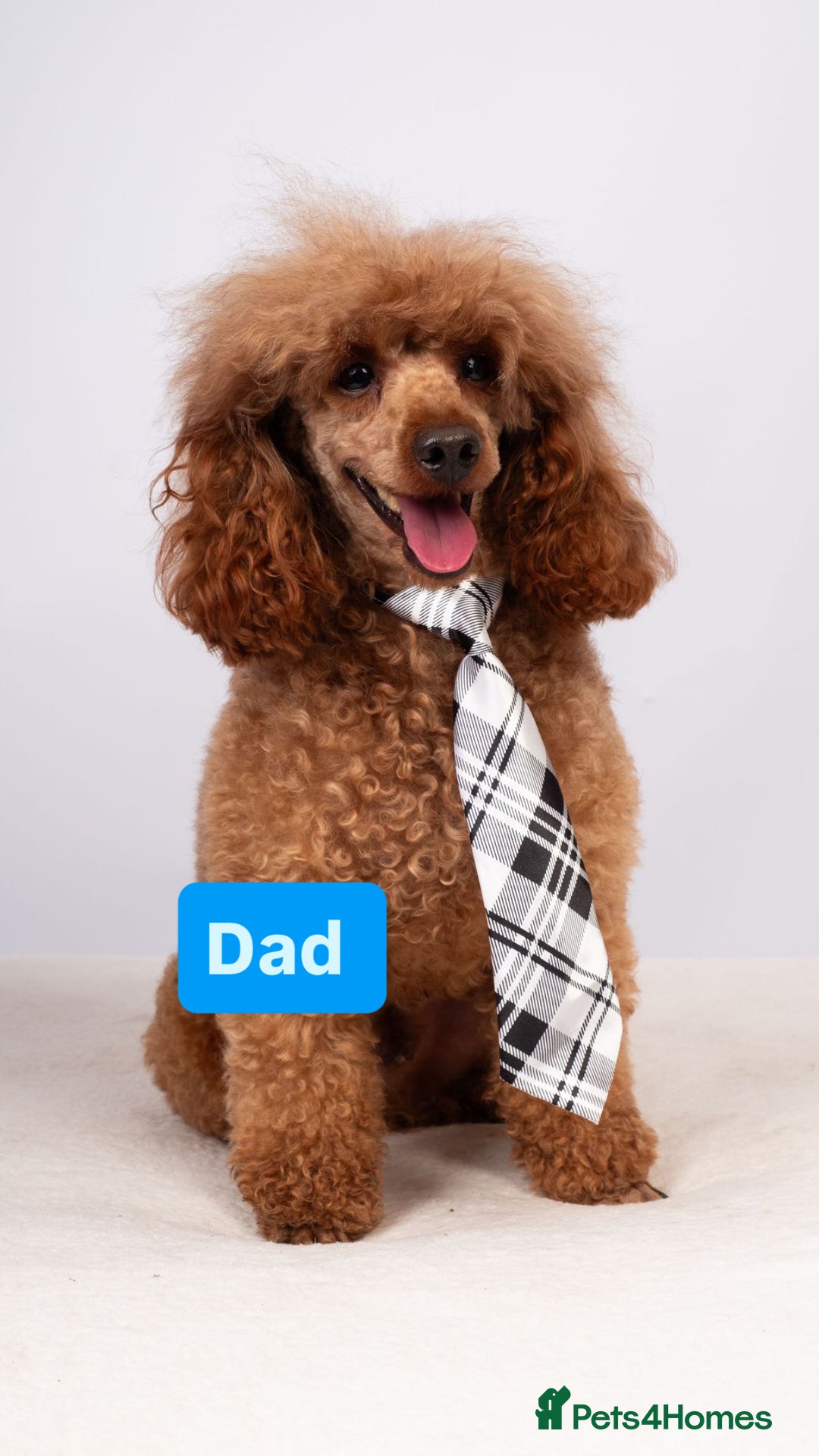 Cockapoo dogs for sale: FOX RED COCKAPOOS ⭐️⭐️ - Image 3