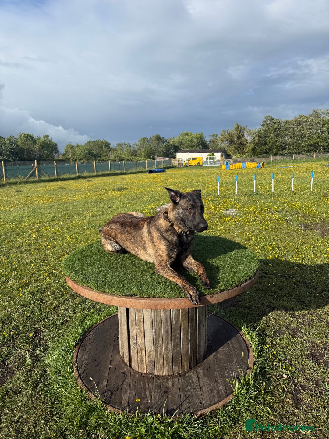 Mixed Breed dogs for sale: Belgian Malinois x Dutch Herder | 10 Month Old - Image 6