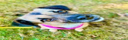 Mixed Breed dogs for adoption: Meet Marlene  12 months old  7kg Romanian mix  - Advert 5