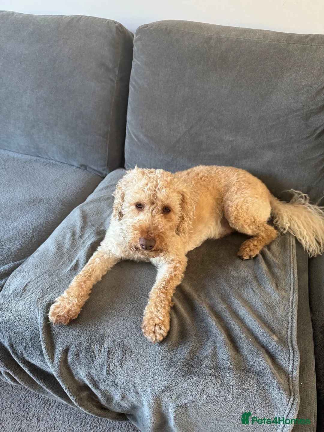 Miniature Poodle dogs for stud: Stud - Enzo - Miniature Labradoodle  in Stevenage - Advert 2