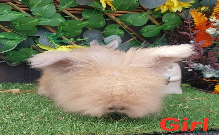Angora rabbits - Advert 3