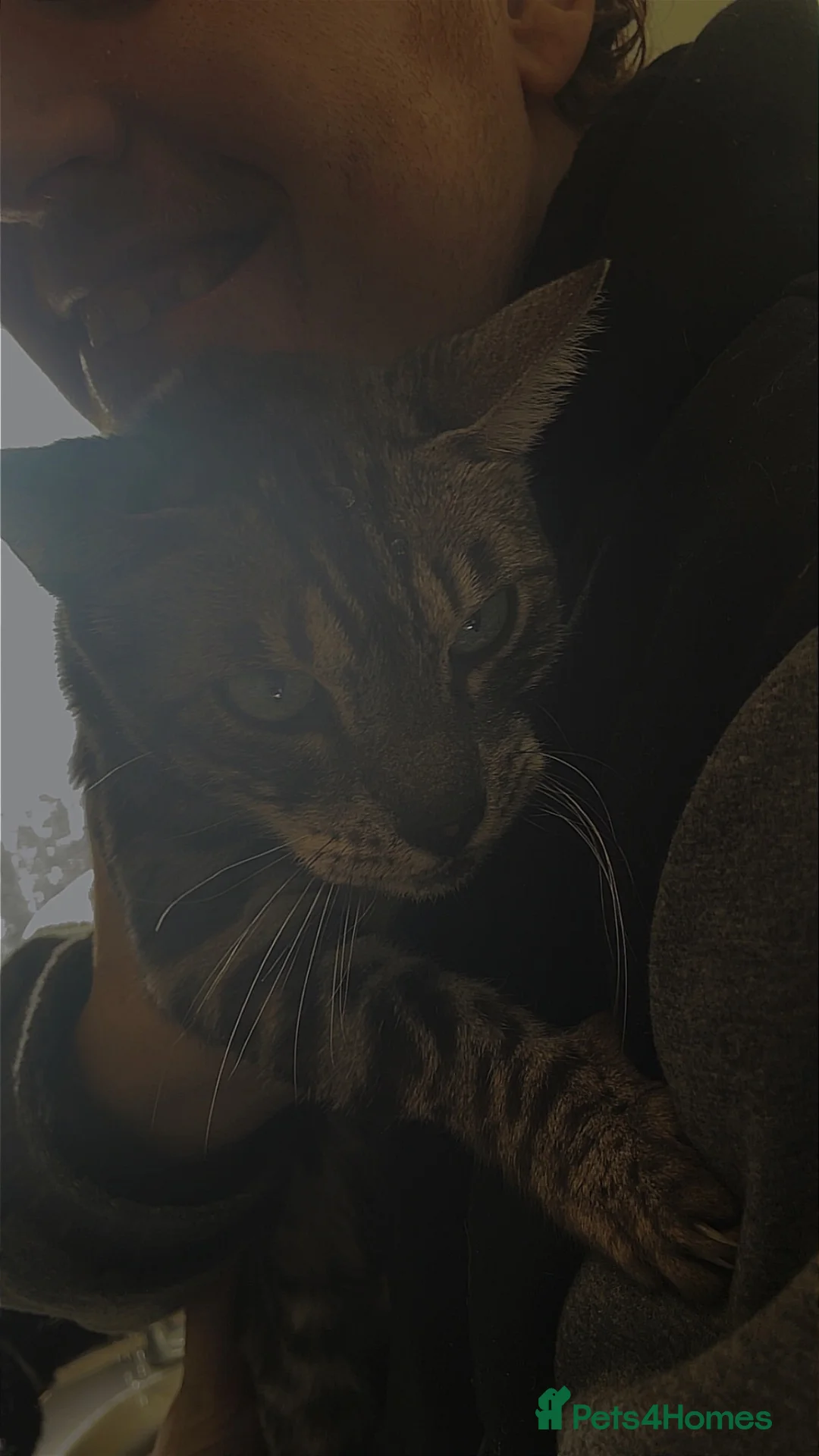 Bengal cats for sale: bengal for sale  in Stowmarket - Advert 1