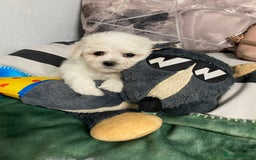Bichon Frise dogs for sale: Beautiful Bichon Frise Puppies - Image 4