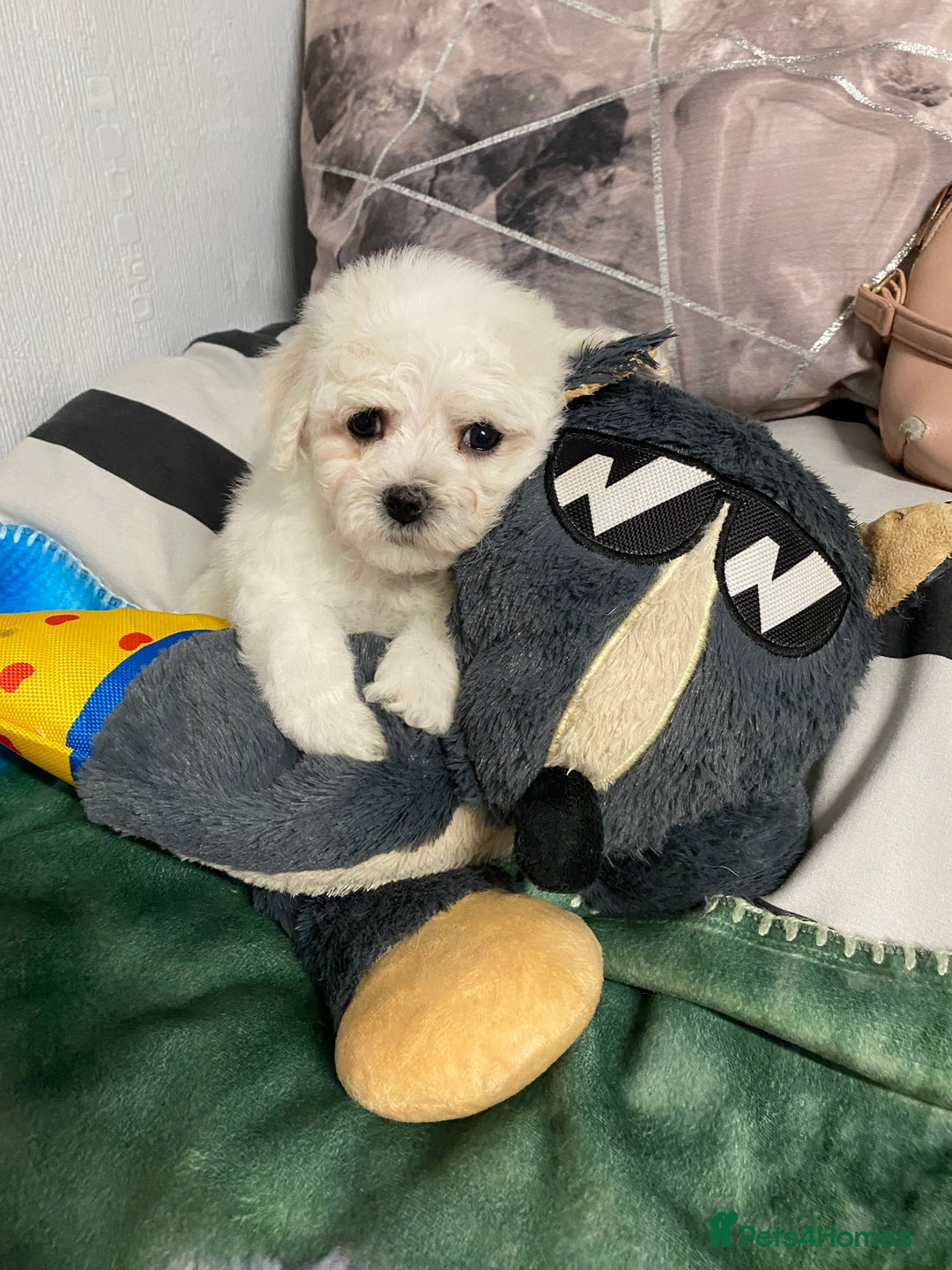 Bichon Frise dogs for sale: Beautiful Bichon Frise Puppies - Image 4