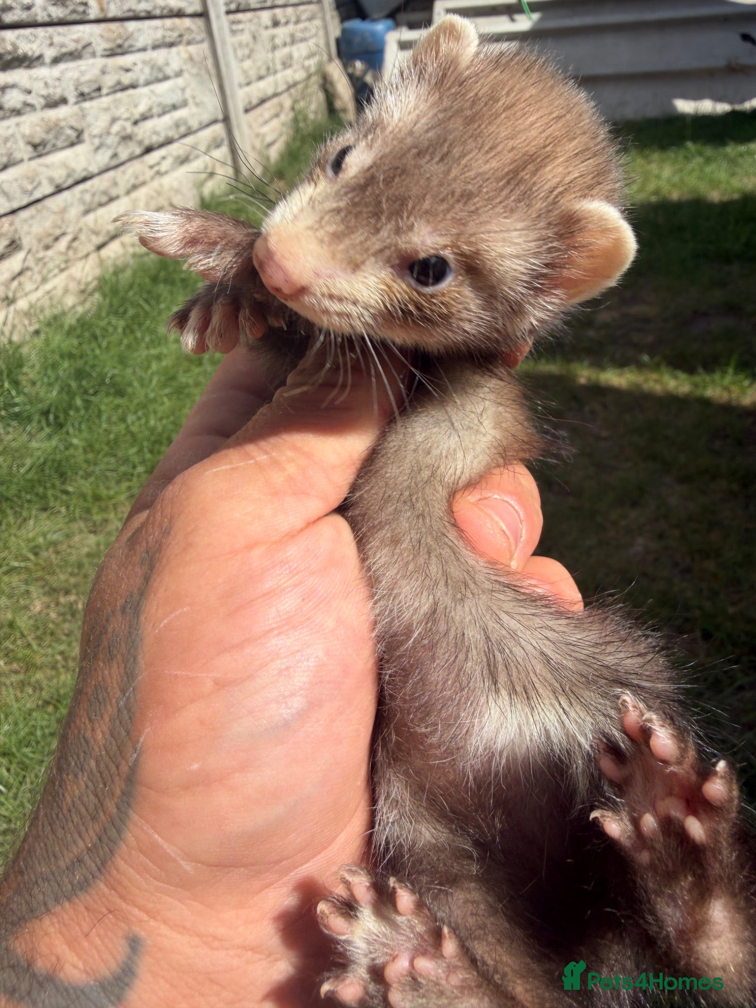 Ferret rodents Micro cross Jill Ferret 14 weeks old  - Advert 4