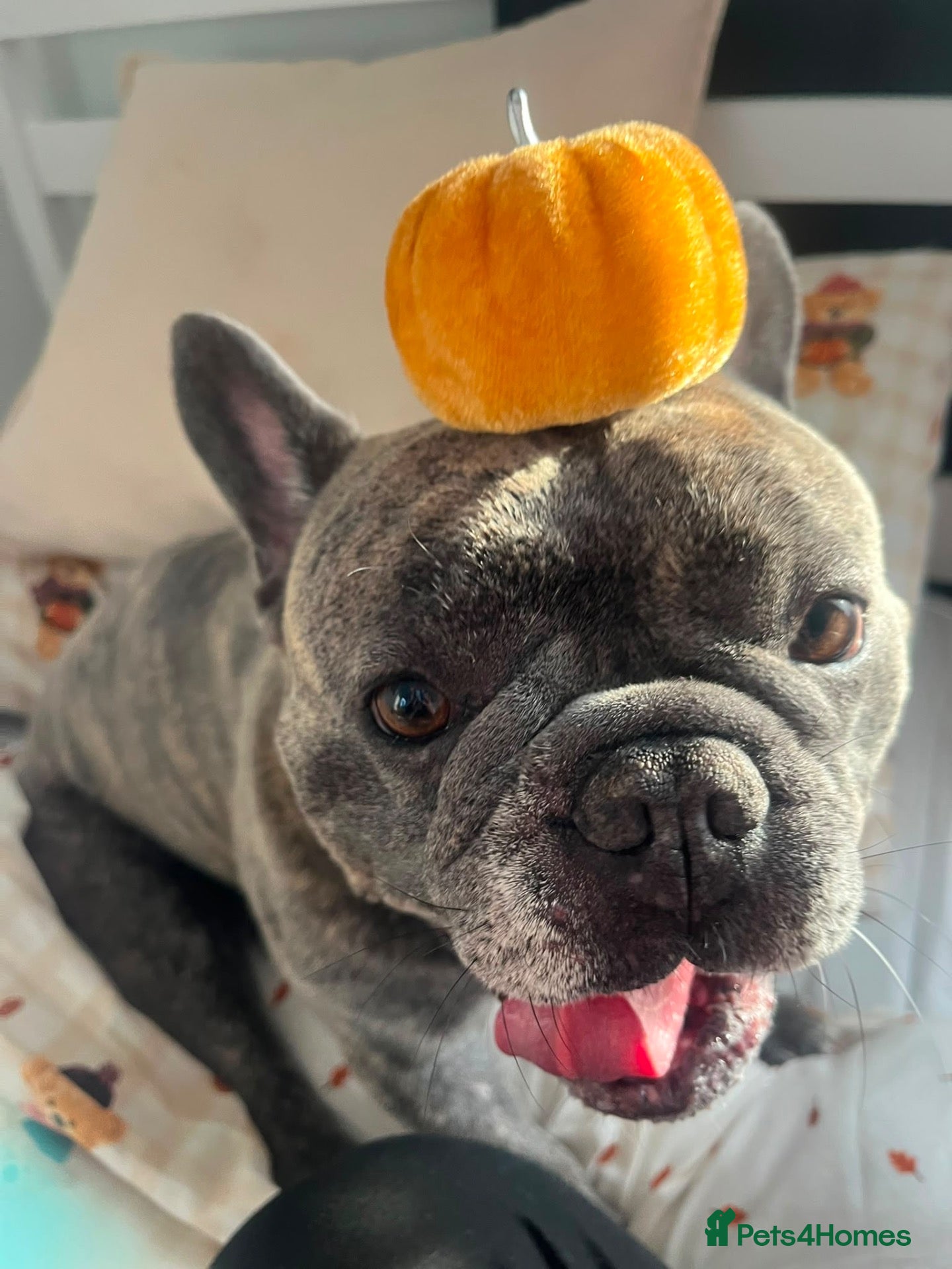 French Bulldog dogs Frank  - Advert 1