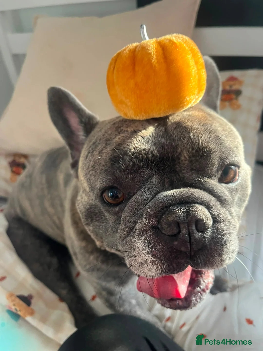French Bulldog dogs for sale: Frank  in Tamworth - Advert 1