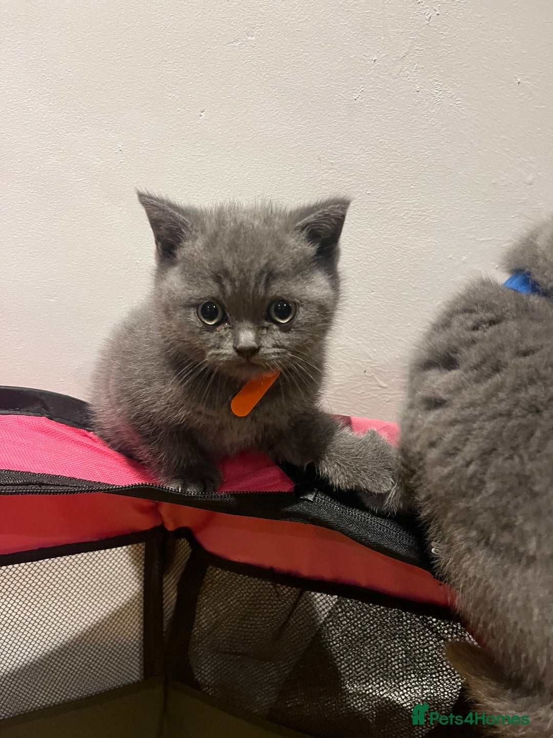 British Shorthair cats for sale: Pedigree BSH fluff balls  - Advert 6