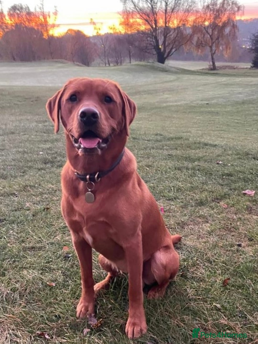 Labrador Retriever dogs for sale: Sykehead are expecting Fox Red lab pups  - Image 4