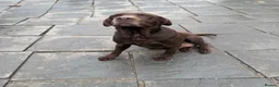 Labrador Retriever dogs for sale: Chocolate labrador girl 5 years old  - Advert 4