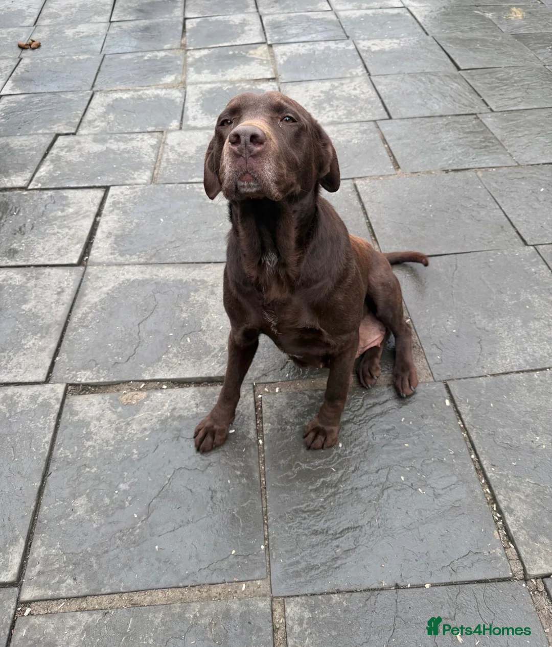 Labrador Retriever dogs for sale: Chocolate labrador girl 5 years old  - Advert 4