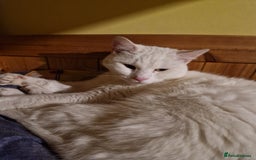 Turkish Angora cats for sale: Gorgeous white cat  - Image 3
