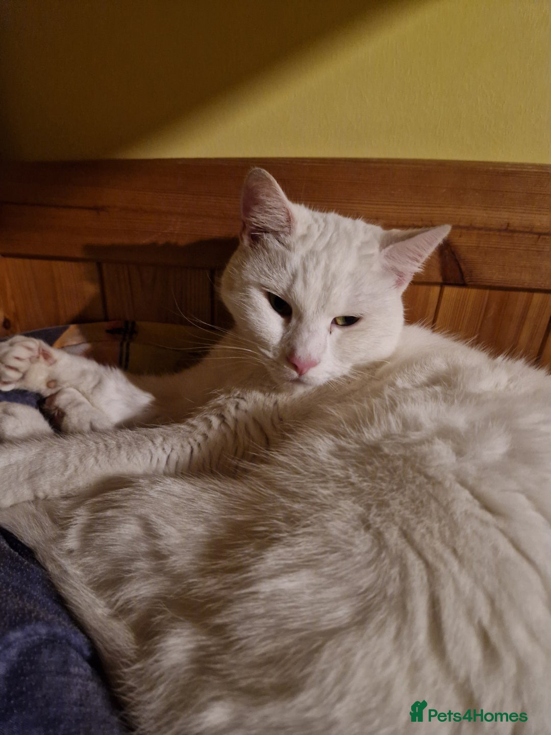 Turkish Angora cats for sale: Gorgeous white cat  - Image 3