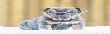 English Bulldog 1