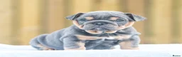 English Bulldog dogs for sale: Ready to leave ENGLISH BULLDOG PUPPIES  in Castleford - Advert 18