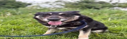 Mixed Breed dogs for adoption: Megan - Norwich Norfolk  - Advert 4