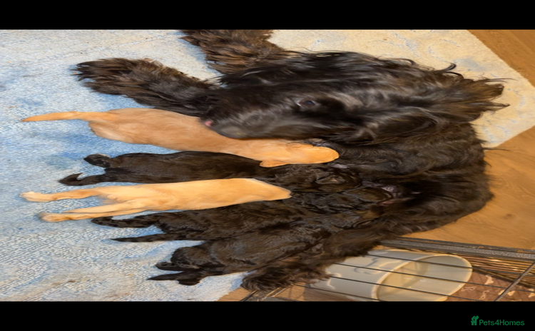 Labradoodle dogs - Advert 1
