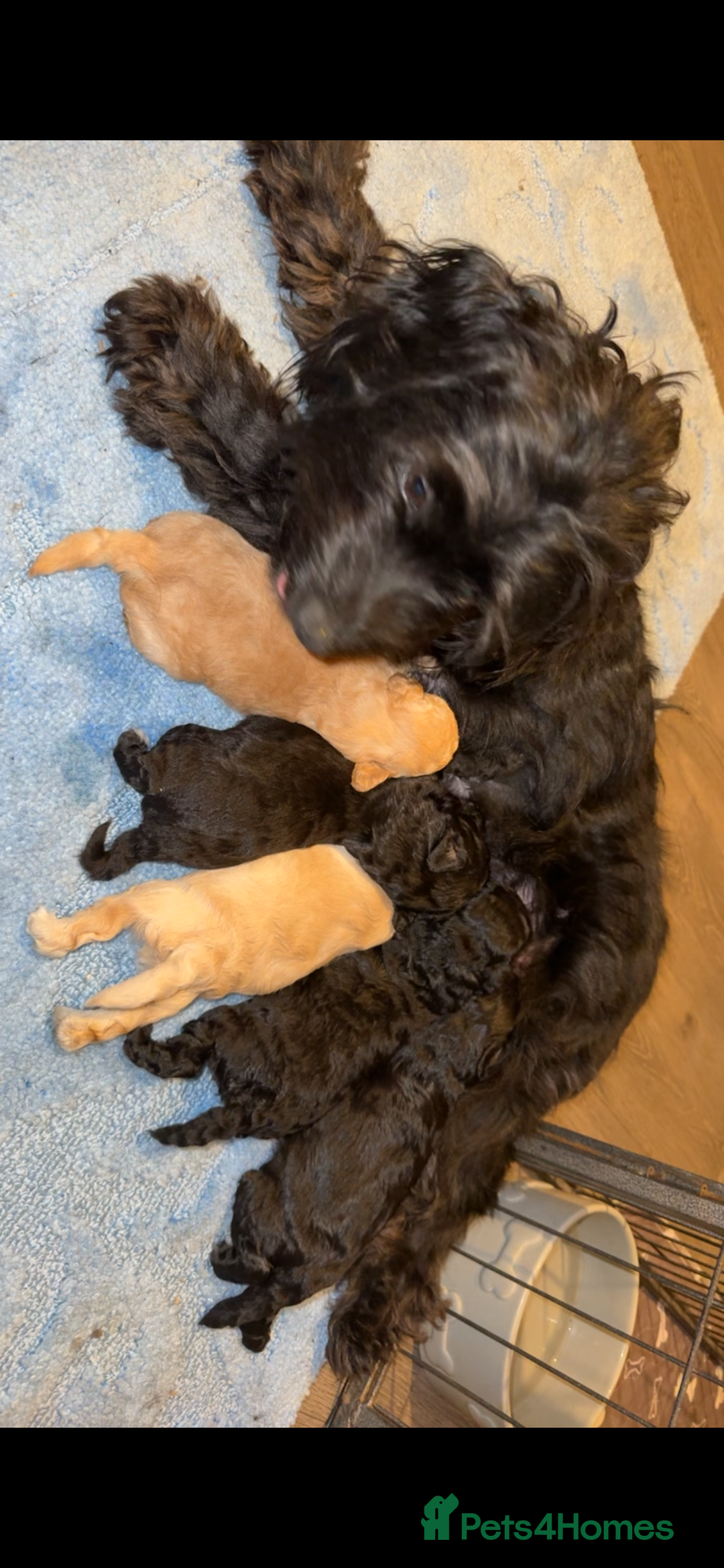 Labradoodle dogs for sale: Last three F1BB mini/toy labradoodle puppies  - Image 1