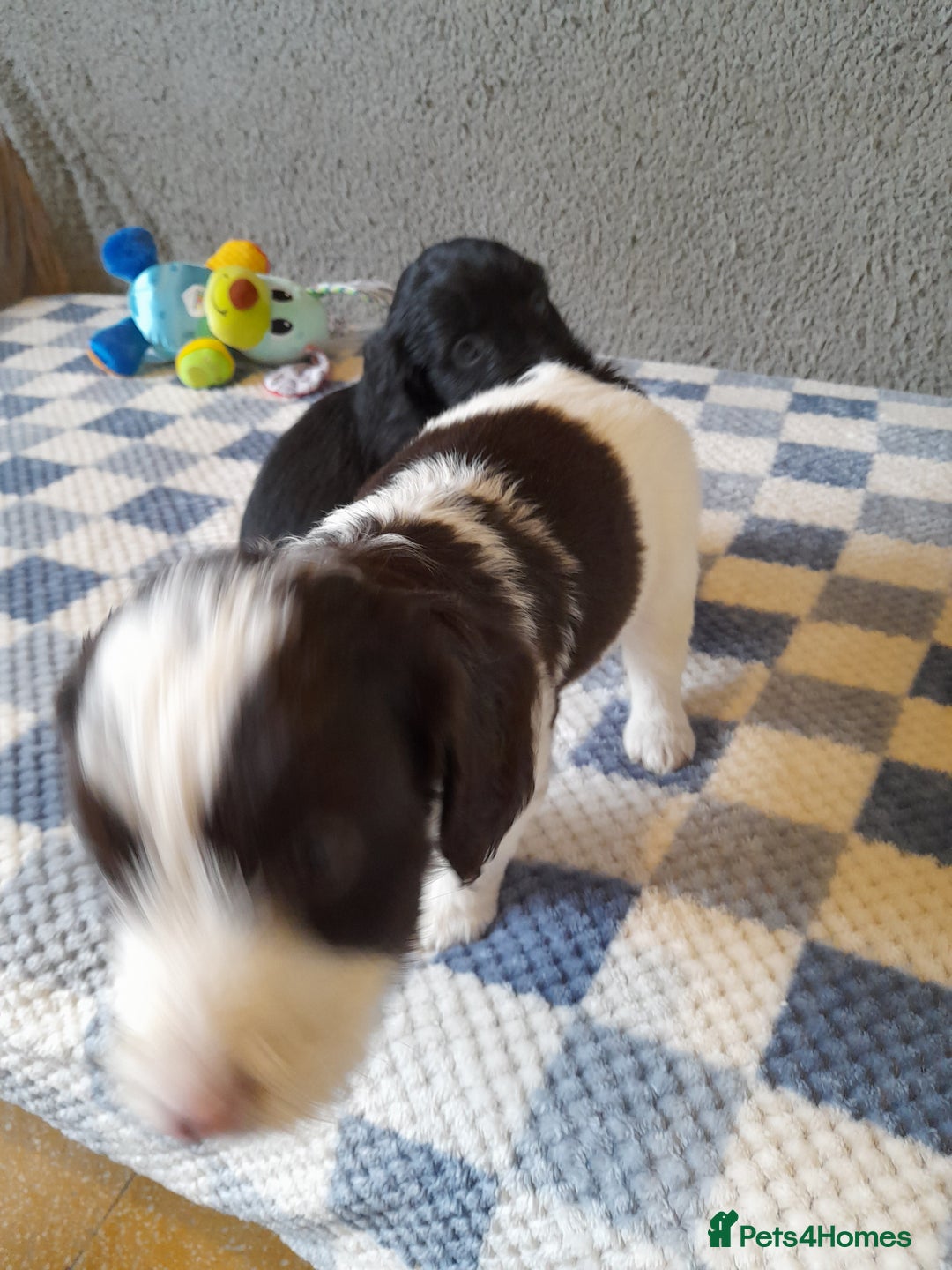 Sproodle dogs for sale: Gorgeous Sproodle pups. - Advert 18