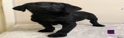 Labrador Retriever dogs for sale: 6 Labrador puppy’s  - Advert 1