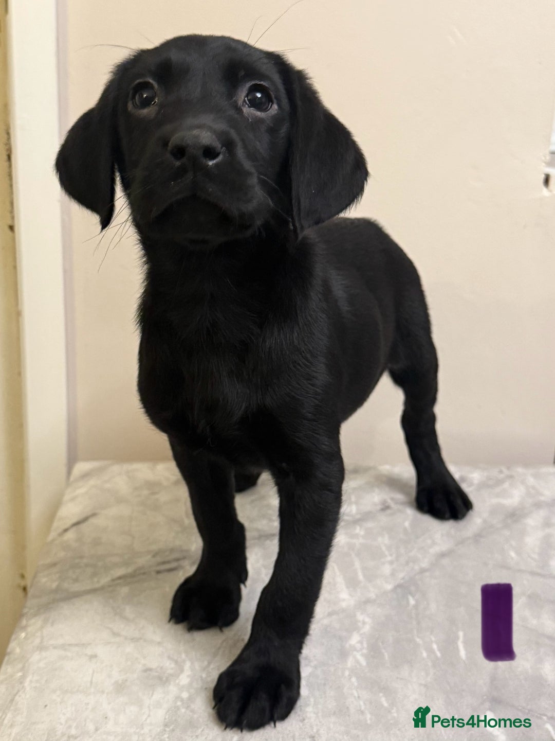 Labrador Retriever dogs for sale: 6 Labrador puppy’s  - Advert 1