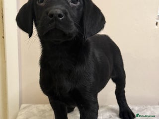 Labrador Retriever dogs 6 Labrador puppy’s - Advert 2