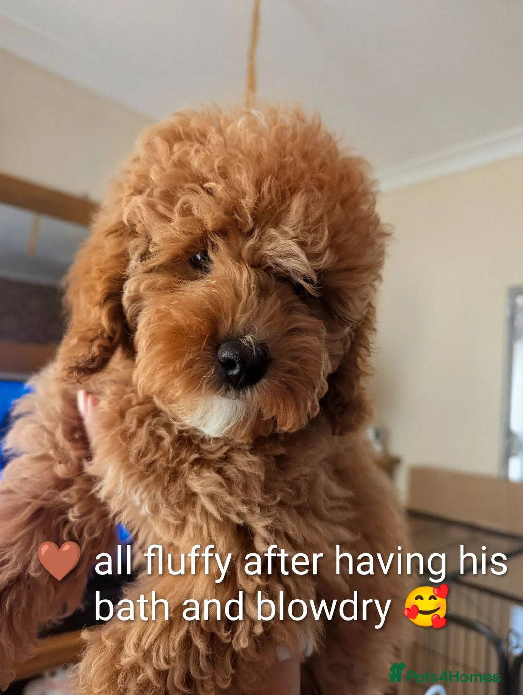 Cavapoo dogs for sale: *Reduced* toy Cavapoo Puppies – Ready 🐾 4💙 2🩷 - Advert 2