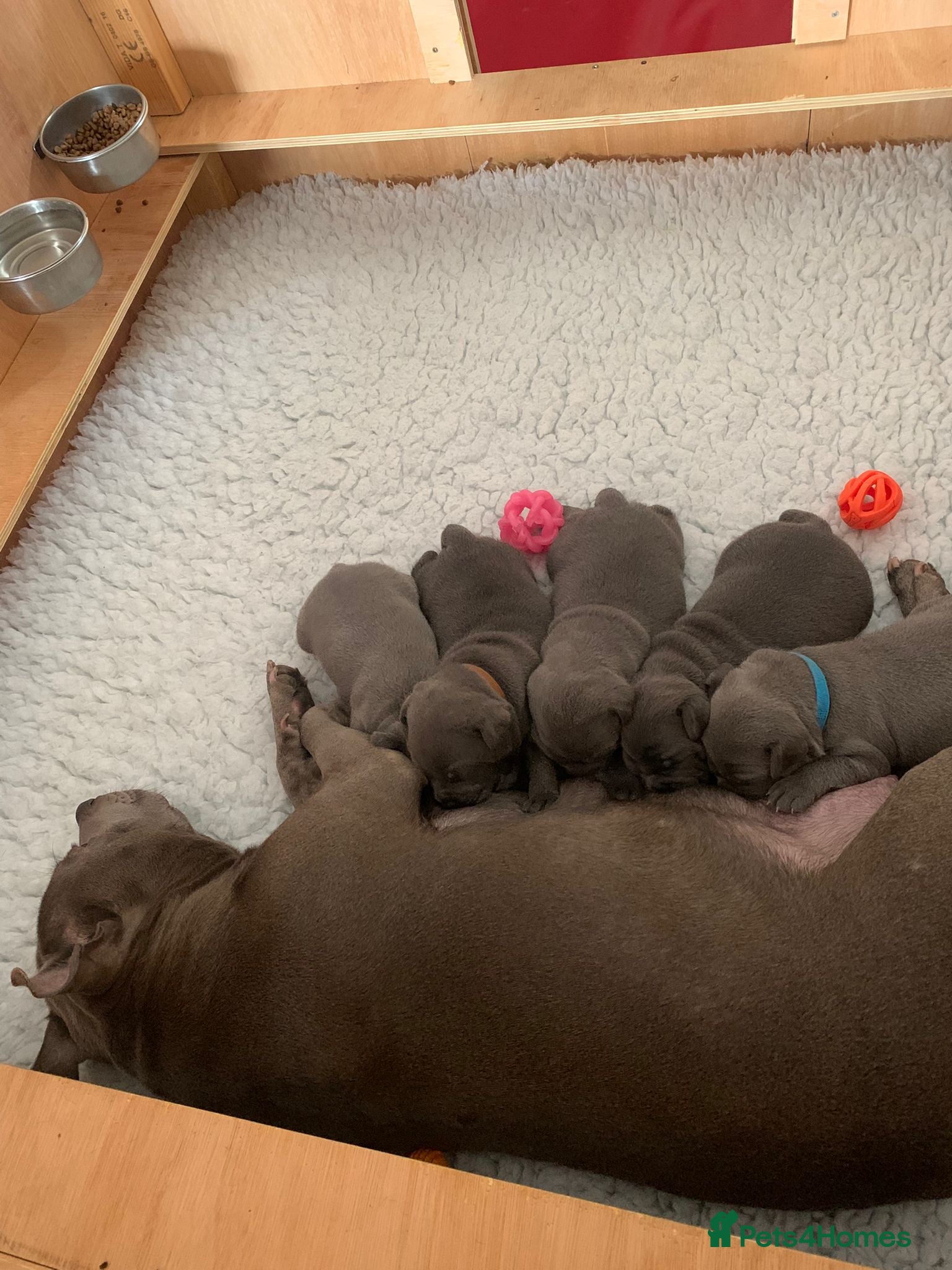 Staffordshire Bull Terrier dogs Beautiful blue Staffordshire bull terrier puppies  - Advert 1