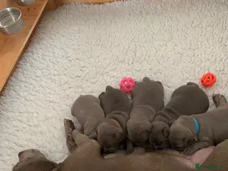 Staffordshire Bull Terrier dogs Beautiful blue Staffordshire bull terrier puppies - Advert 1