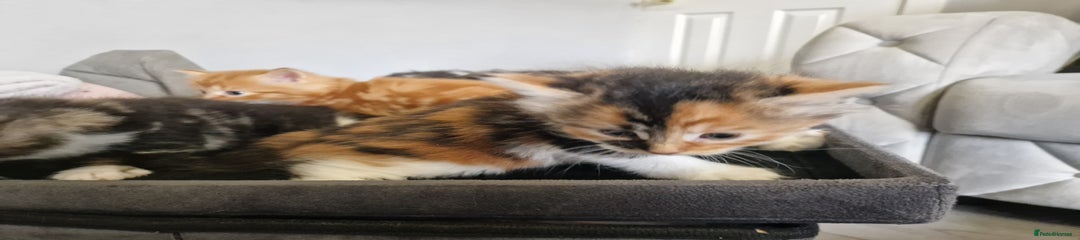Calico Female kitten fluffy 