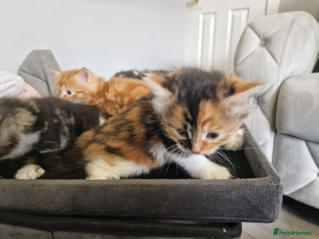 British Longhair cats for sale: Beautiful Fluffy kittens 3 Male 1 Female  - Image 2