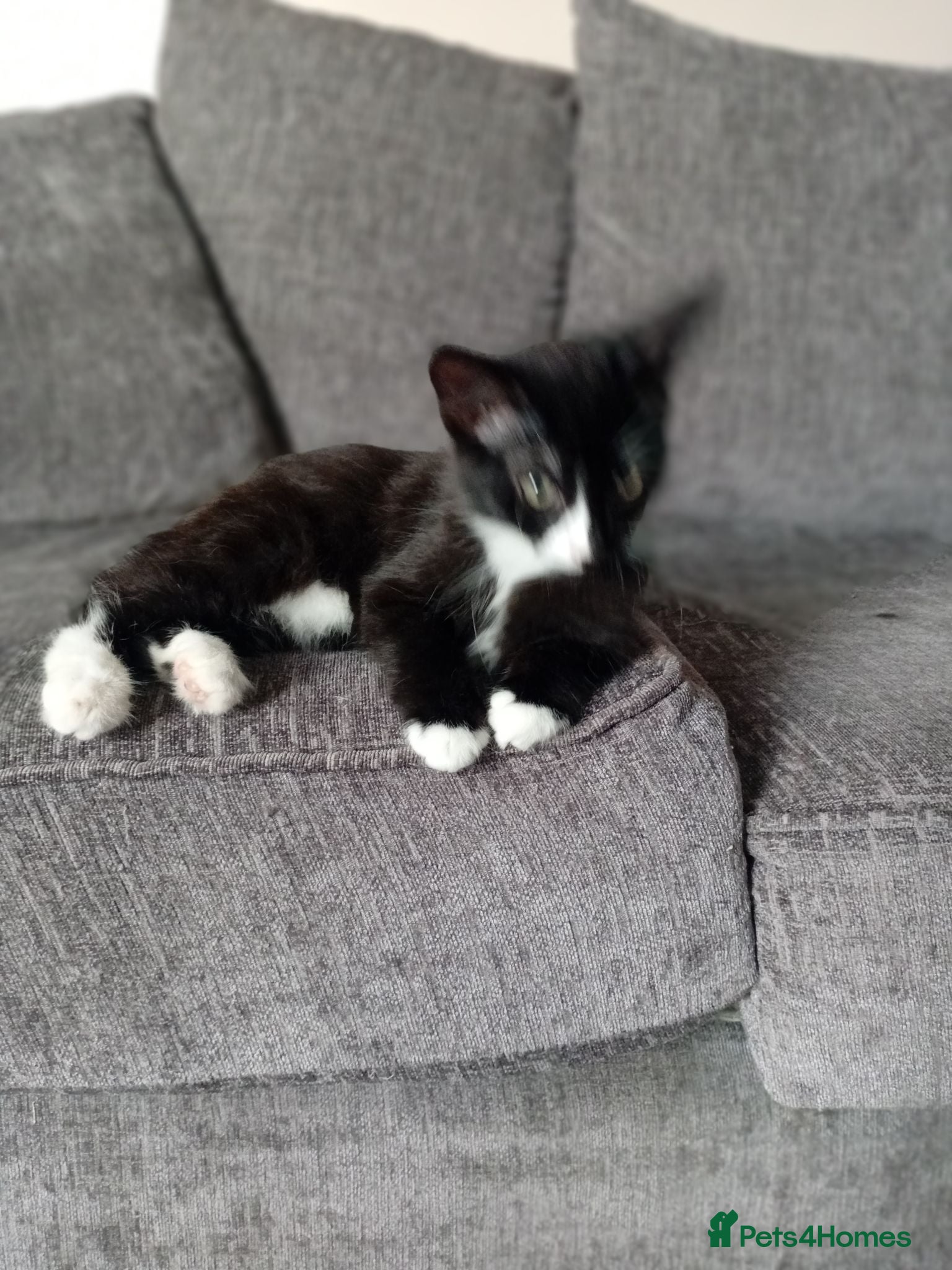 Mixed Breed cats 2 sweet little kittens ,ready to go now - Advert 4