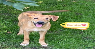 Mixed Breed dogs - Advert 1