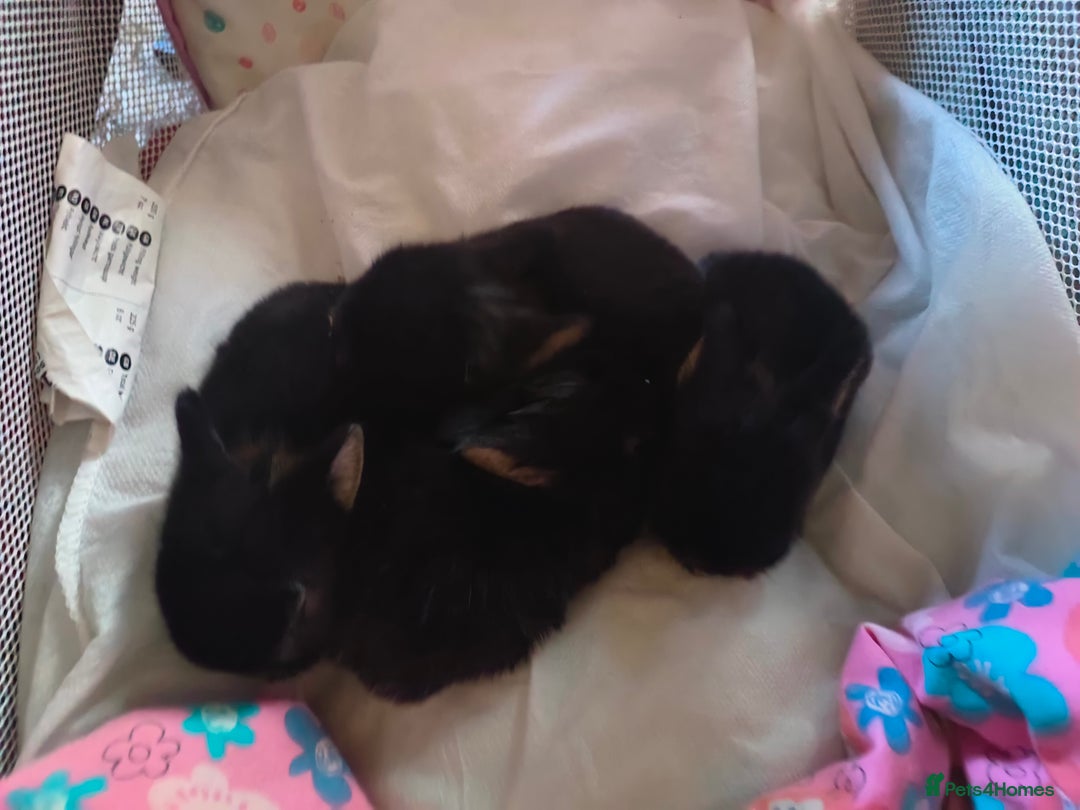 Mixed Breed rabbits for sale: Adorable Baby Bunnies Looking for Loving Homes 🐇 - Image 4