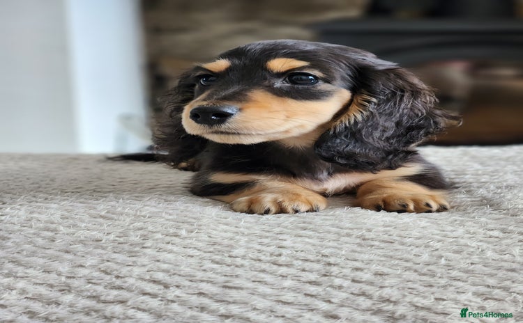 Miniature Dachshund dogs - Advert 2