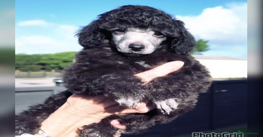 Miniature Poodle dogs - Advert 3