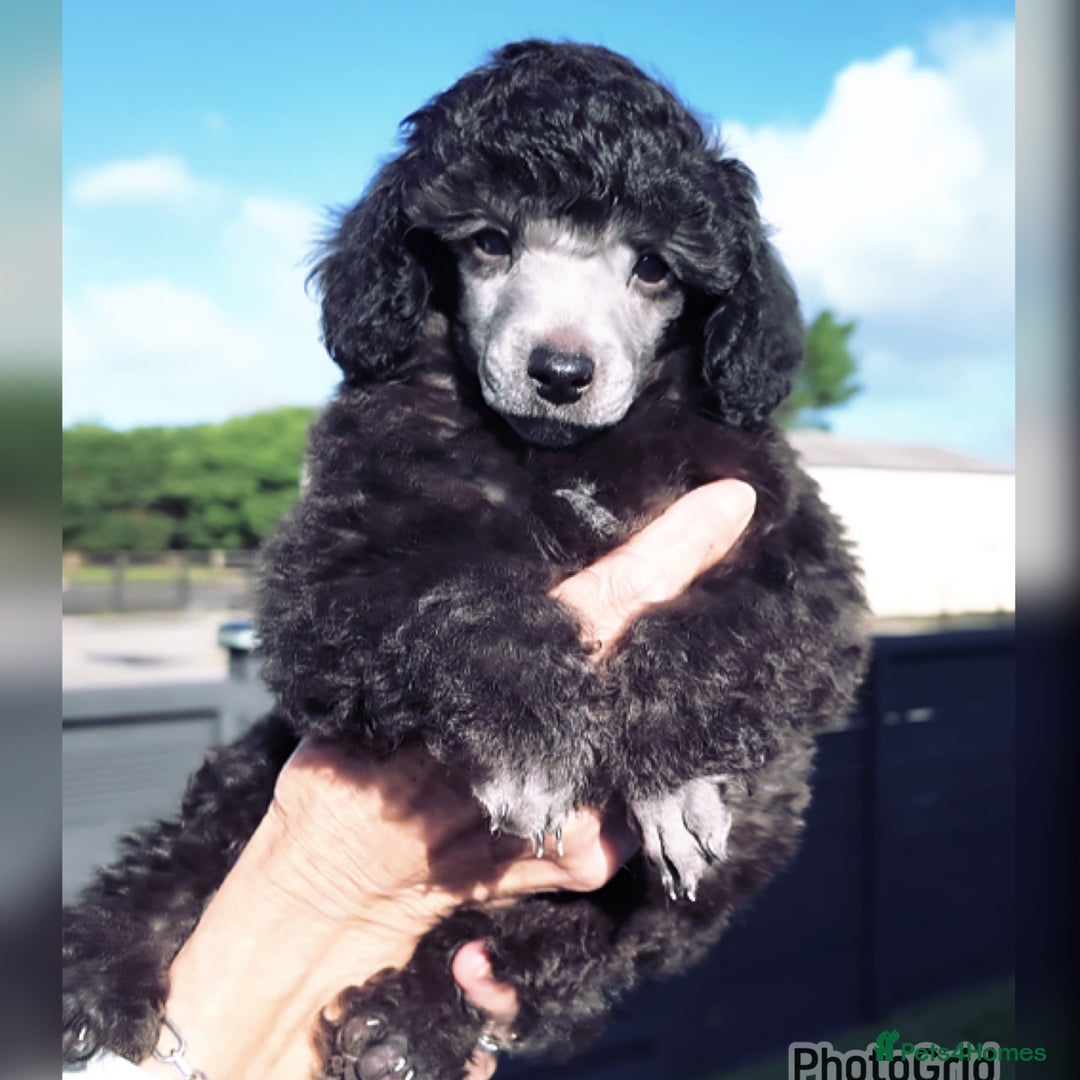 Miniature Poodle dogs for sale: Last one Silver mini poodles  - Advert 4
