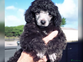 Miniature Poodle dogs - Advert 5