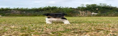Jack Russell 4