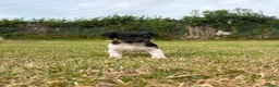 Jack Russell dogs for sale: Jack Russell Pups. - Advert 7