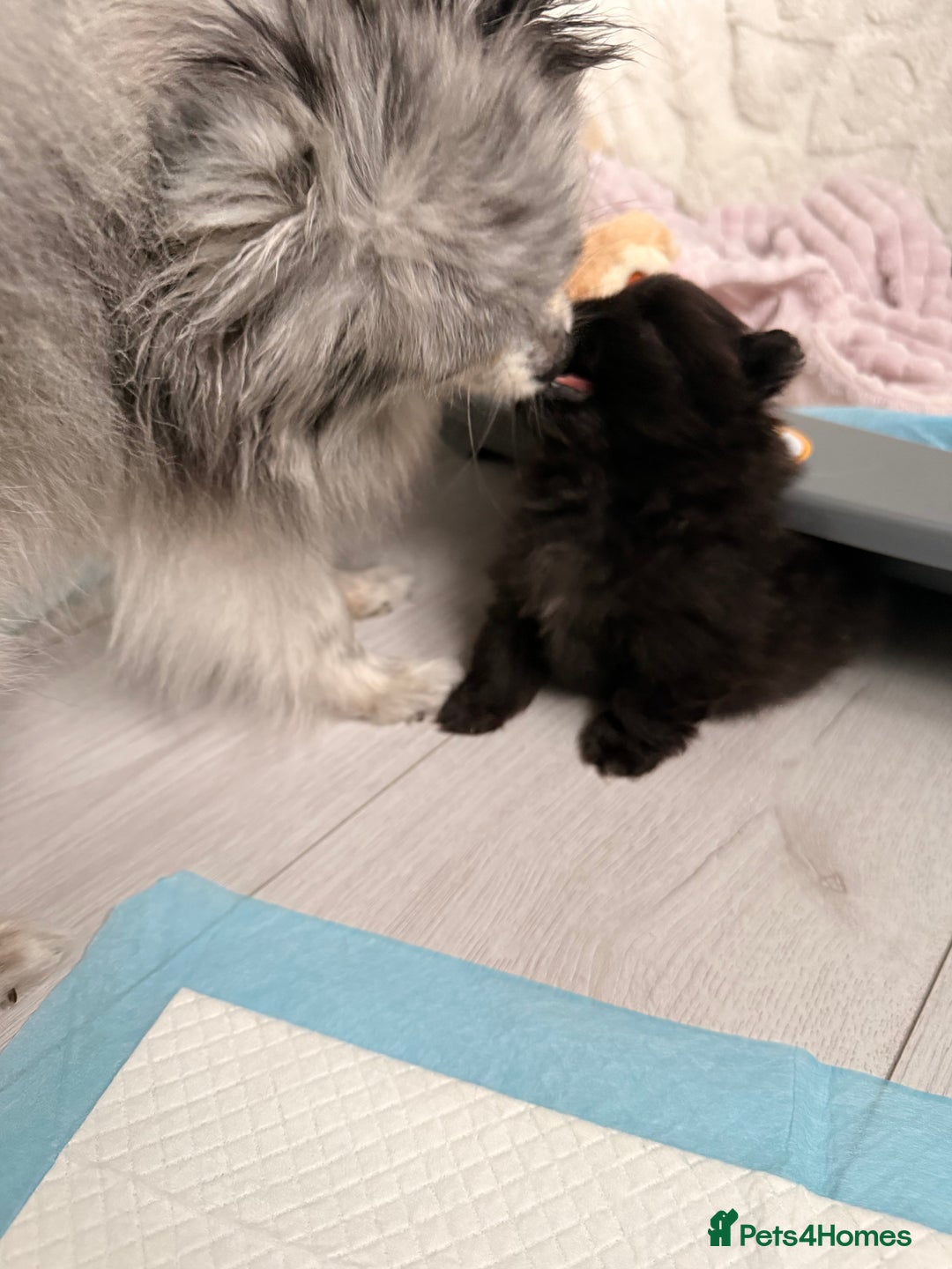 Pomeranian dogs for sale: Tiny Pomeranians - only boy left  - Advert 17