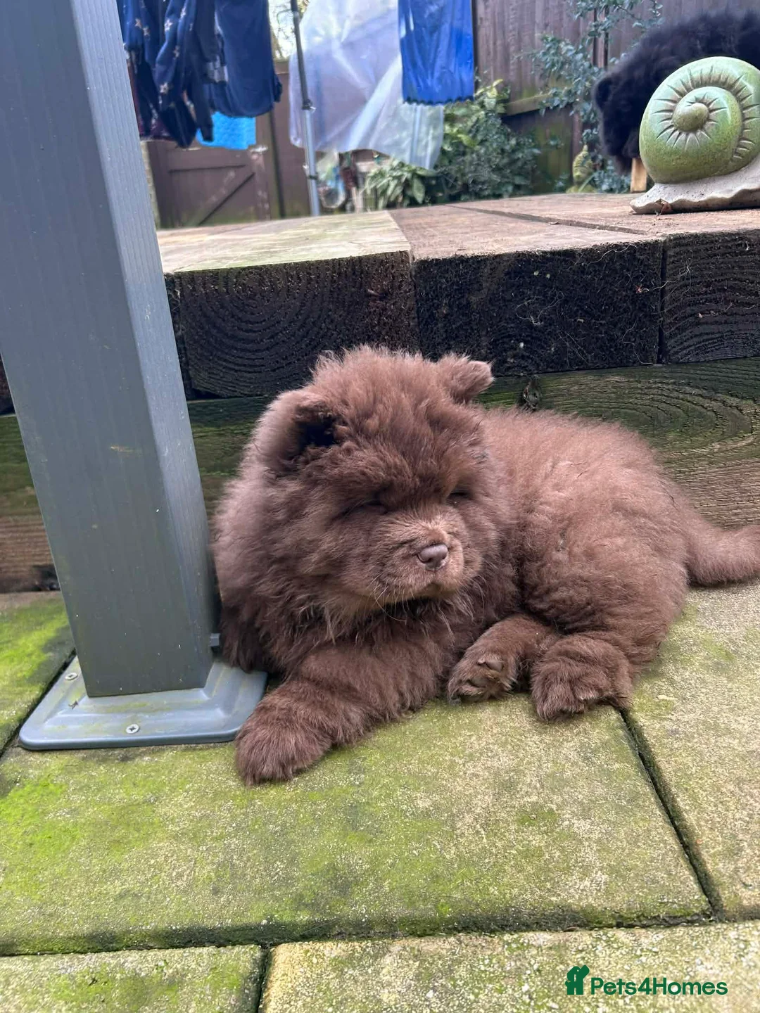 Chow Chow dogs for sale: Rough Coat Chow Chow Puppies in Peterborough - Advert 1