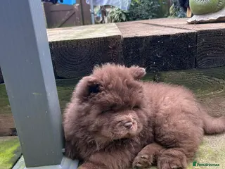 Chow Chow dogs Rough Coat Chow Chow Puppies in Peterborough - Advert 2