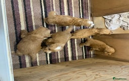 Cockapoo dogs for sale: Beautiful Cockapoo Puppies  - Image 13